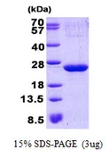 Human p21-ARC protein, His tag. GTX68115-pro