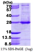 Human ARL4A protein, His tag. GTX68119-pro