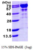 Human G3BP1 protein, His tag. GTX68122-pro