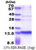 Human SERF2 protein, His tag. GTX68123-pro