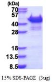 Human Vinexin protein, His tag. GTX68124-pro