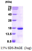 Human eIF1 protein, His tag. GTX68128-pro
