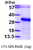 Human RGS19 protein, His tag. GTX68137-pro