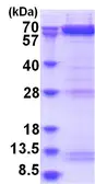 Human PAK4 protein, His tag. GTX68140-pro