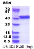 Human LANCL1 protein, His tag. GTX68141-pro