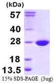 Human COX4NB protein, His tag. GTX68143-pro