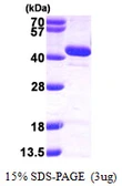 Human BPNT1 protein, His tag. GTX68146-pro