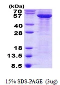 Human beta Tubulin 3/ Tuj1 protein, His tag. GTX68147-pro