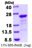 Human HBXIP protein, His tag. GTX68173-pro