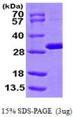 Human MTHFS protein, His tag. GTX68177-pro
