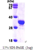 Human SCGN protein, His tag. GTX68178-pro