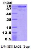 Human HEXIM1 protein, His tag. GTX68181-pro