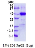 Human POLR3F protein, His tag. GTX68183-pro