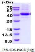 Human NUDC protein, His tag. GTX68188-pro
