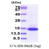 Human GADD45G protein. GTX68200-pro
