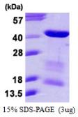 Human MRG15 protein, His tag. GTX68204-pro