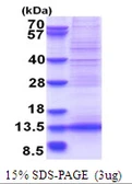 Human MLLT11 protein, His tag. GTX68207-pro