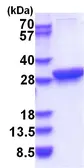 Human 14-3-3 theta protein. GTX68211-pro