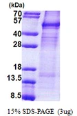 Human Cyclin I protein, His tag. GTX68215-pro