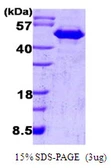 Human CDC37 protein. GTX68228-pro