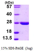 Human LYPLA2 protein, His tag. GTX68241-pro