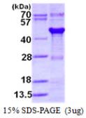 Human GPN1 protein, His tag. GTX68244-pro