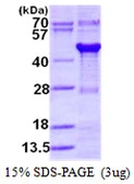 Human GPN1 protein, His tag. GTX68244-pro