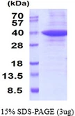 Human Prohibitin 2 protein, His tag. GTX68245-pro