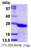 Human HP1 gamma protein, His tag. GTX68249-pro
