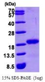 Human GABARAP protein, His tag. GTX68250-pro