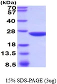 Mouse Gstp2 protein. GTX68265-pro
