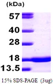 Mouse alpha Synuclein protein. GTX68291-pro
