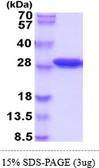 Mouse SPR protein, His tag. GTX68293-pro