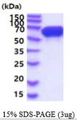 Mouse STIP1 protein, His tag. GTX68294-pro