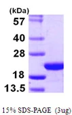 Human COPZ1 protein, His tag. GTX68299-pro