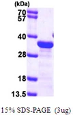 Human EB1 protein, His tag. GTX68302-pro