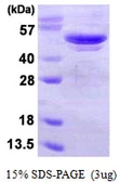 Human ATG4B protein, His tag. GTX68317-pro