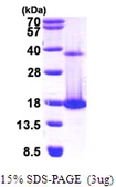 Human COTL1 protein, His tag. GTX68321-pro