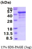 Human TDP43 protein. GTX68327-pro