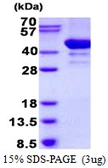 Human ARFIP2 protein, His tag. GTX68344-pro