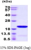 Human GABARAPL1 protein, His tag. GTX68346-pro