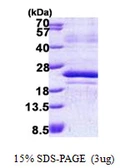Human MAFF protein, His tag. GTX68349-pro