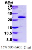 Human Grancalcin protein, His tag. GTX68354-pro