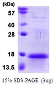 Human APC13 protein, T7 tag. GTX68359-pro