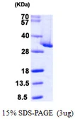 Human CLIC4 protein, His tag. GTX68363-pro