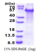 Human TAZ protein, His tag. GTX68365-pro