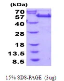 Human GRASP55 protein, His tag. GTX68369-pro