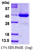 Human BRDG1 protein, His tag. GTX68375-pro
