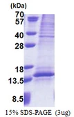 Human UQCRQ protein, His tag. GTX68390-pro