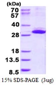 Human ITGB1BP3 protein, His tag. GTX68396-pro